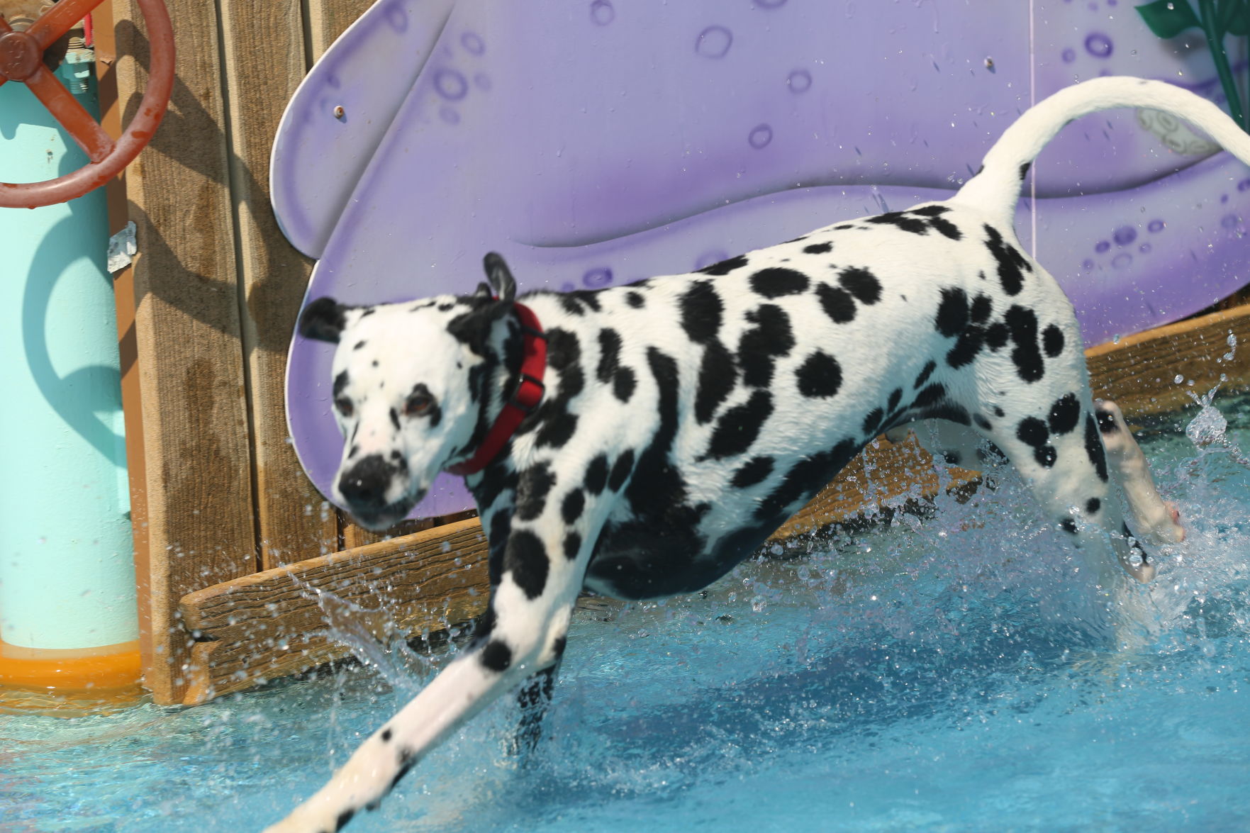 090919_gal_WWdogs (46)